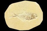 Bargain 7.5" Fossil Fish (Diplomystus) - Green River Formation - #131209-1